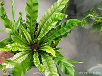 asplenum-nidus-aurea-veregated-fern