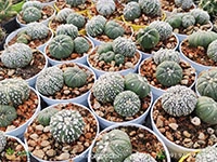 Astrophytum-Asterias-Superkabuto6