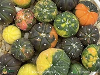 Astrophytum-Asterias-Variegata-Cactus2
