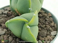 Astrophytum-Nudum-Tricostatum3