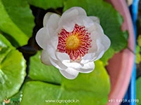 aussie-water-lily