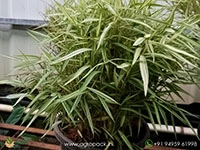 bamboo-grass-variegated