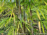 bambusa-polymorpha-bamboo