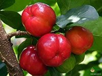 Barbados-Cherry1