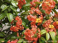 bauhinia-coccinea