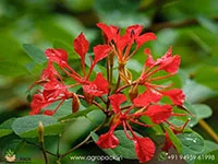 Bauhinia-galpinii-Red-Kanchan3