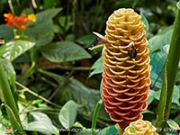 beehive-ginger-brown