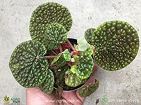 Begonia-Bullatifolia2