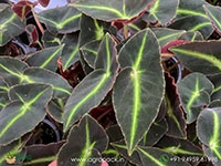 begonia-listada-striped