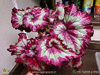 Begonia-Raspberry-Torte2