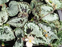 Begonia-curtisii3