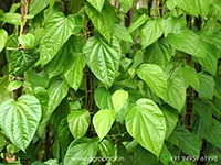 betel-leaf