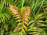 Blechnum-orientale-fern1