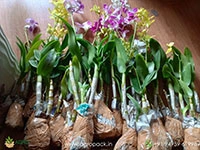 blooming-dendrobium-orchids