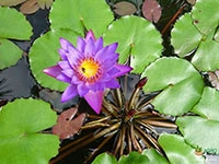 blue-water-lily