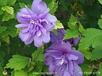 Blueberry-hibiscus-Blue-Chiffon5