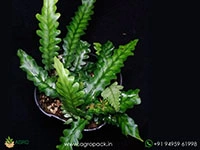 bolbitis-sinuosa-fern