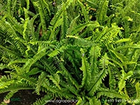 boston-fern
