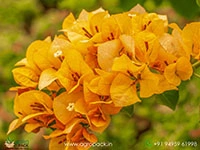 bougainvillea-yellow