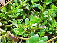 Brahmi3