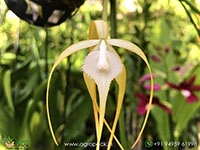 brassavola-cucullata-×-sib-hybrid-orchid