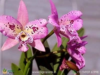 brassocatanthe-taiwan-chameleon-orchid