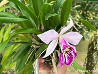 brassocattleya-taiwan-big-lip-ta-hsin-orchid