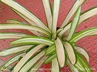bromeliad-neoregelia-ardie