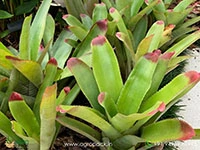 bromeliad-neoregelia-johannis