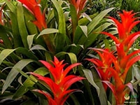 Bromeliad-Plant1