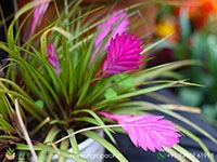 bromeliad-tillandsia-cyanea