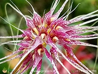 bulbophyllum-thai-spider