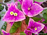 butter-cup-bougainvillea