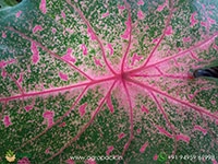 caladium-bicolor-beauty