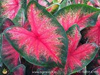 caladium-bombshell