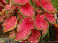 caladium-florida-sweetheart
