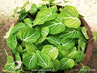 caladium-schomburgkii