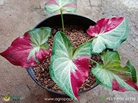 caladium-shycool