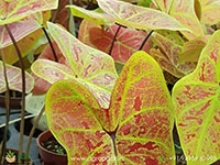 caladium-smiling-sunshine