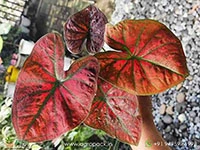 caladium-spider