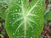 caladium-verigated