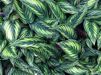 calathea-beauty-star