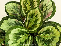 calathea-marion