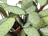 calathea-prayer-plant