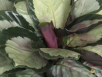 calathea-variegated-corona-prayer-plant