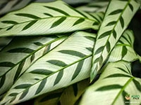 calathea-concinna