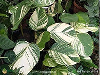 calathea-lutea-variegated