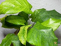 calathea-musaica