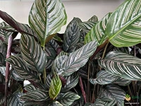 calathea-ornata