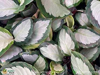 Calathea-picturata5